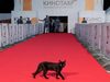 Объявлены даты проведения «Кинотавра-2020»